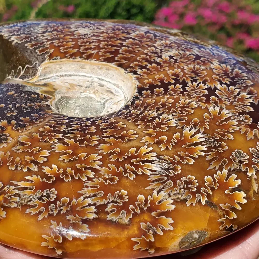 Large Cleoniceras Ammonite Masterfully Polished Fossil 1070 grams